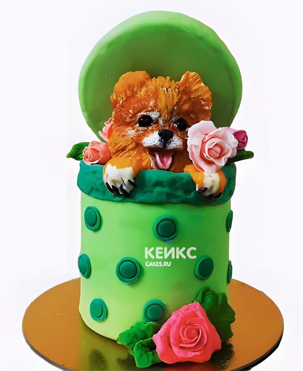 Торт со шпицем в виде подарочной коробки Фото